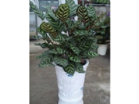 蘇州創(chuàng)景園藝有限公司